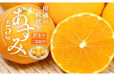 柑橘の救世主 訳あり ご家庭用 あすみ 約5kg【2026-2月上旬～2026-3月上旬配送】