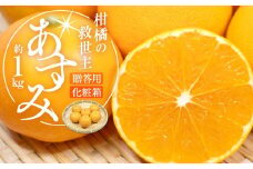 柑橘の救世主 贈答用 あすみ 化粧箱 約1kg【2026-2月上旬～2026-3月上旬配送】