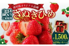 訳あり ご家庭用　さぬきひめいちご　約1.5kg【2024-11月上旬～2025-1月下旬配送】