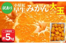 【訳あり】ご家庭用小原紅早生みかん(大玉)　約5kg【2025-11月中旬～2026-1月中旬配送】｜早生ミカン みかん 早生みかん 訳アリ 訳あり 大玉 家庭用みかん 甘い フルーツ くだもの 果物 柑橘  わけあり 先行予約