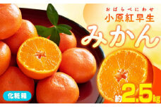 小原紅早生みかん化粧箱　約2.5kg【2025-11月中旬～2026-1月中旬配送】