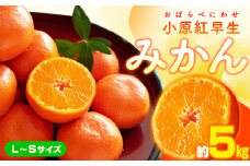 小原紅早生みかん(L～Sサイズ)　約5kg【2025-11月中旬～2026-1月中旬配送】