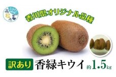 訳あり 無選別品 香川県オリジナル品種　香緑キウイ　約1.5kg【2024年12月上旬～2025年3月下旬配送】