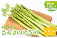 さぬきのめざめセミロング30cm(Mサイズ) 約1.1kg【2025-3月上旬～2025-3月下旬配送】
