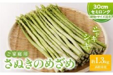 訳あり さぬきのめざめセミロング30cm(細物・サイズ混合) 約1.3kg【2025-3月上旬～2025-3月下旬配送】