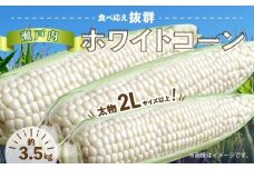 ＼寄附額改定／太物2Lサイズ以上!瀬戸内ホワイトコーン 約3.5kg【2025-6月中旬～2025-7月中旬配送】