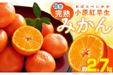 越冬完熟小原紅早生みかん　約2.7kg【2026年1月上旬～2026年2月上旬配送】