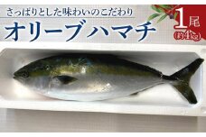 オリーブハマチ1尾 約4kg