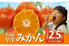【訳あり】ご家庭用小原紅早生みかん(サイズおまかせ)　約2.5kg【11月下旬～1月下旬配送予定】｜早生ミカン みかん 早生みかん 訳アリ 訳あり 不揃い 家庭用みかん 甘い フルーツ くだもの 果物 柑橘 人気 おすすめ わけあり先行予約