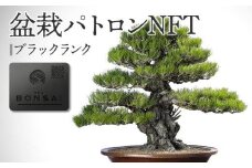 盆栽パトロンNFT ブラックランク