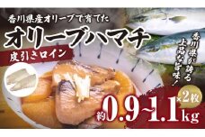 オリーブハマチ（養殖）　皮引きロイン