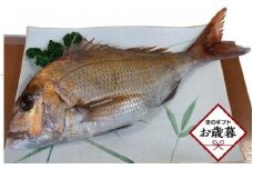 【お歳暮ギフト】天然真鯛 刺身用（4人～5人前）