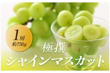 【2025年8月中旬より順次発送】極撰！大房シャインマスカット　1房(約750g)｜ぶどう マスカット シャインマスカット ブドウ 種なしぶどう 種無し 葡萄 果物 フルーツ くだもの 先行予約 2025予約 冷蔵 香川 高松
