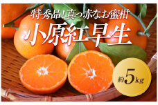 【2025年11月中旬より順次発送】特秀品！真っ赤なお蜜柑「小原紅早生」約5kg｜果物 くだもの フルーツ 柑橘 みかん 小原紅早生  濃厚 甘い ミカン 人気 おすすめ 先行予約 香川 高松