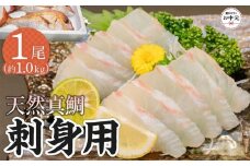 【お中元ギフト】天然真鯛 刺身用（4人～5人前）