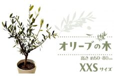 オリーブの木　XXSサイズ　高さ約50～80cm