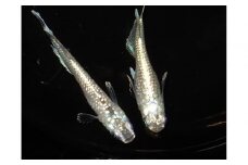 讃岐のめだかの特選めだか フロマヘイキ１ペア