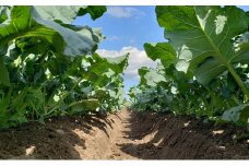 丸亀産季節のお野菜セット11月～３月配送