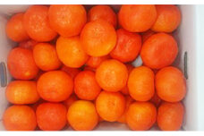 【先行予約】みかん 約5kg 紅みかん 柑橘 ミカン 蜜柑 オレンジ 果物 くだもの フルーツ 果実 家庭用 12月～ 順次発送 香川県 丸亀市