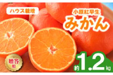 先行予約 みかん 蜜柑 ハウス 約1.2kg 小原紅早生 小原紅早生みかん 早生みかん 柑橘 オレンジ 果物 フルーツ 果実 旬 化粧箱入り 贈答用 プレゼント ギフト 6月下旬～8月上旬 配送 選べる 容量 香川県 丸亀市
