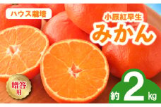 先行予約 みかん 蜜柑 ハウス 約2kg 小原紅早生 小原紅早生みかん 早生みかん 柑橘 オレンジ 果物 フルーツ 果実 旬 化粧箱入り 贈答用 プレゼント ギフト 6月下旬～8月上旬 配送 選べる 容量 香川県 丸亀市
