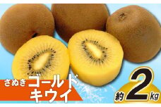 先行予約 キウイ 約2kg キウイフルーツ ゴールドキウイ さぬきゴールドキウイ 果物 果実 フルーツ 旬 デザート 選べる 容量 10月下旬～12月中旬 配送 家庭用 贈答用 ギフト プレゼント 香川県 丸亀市