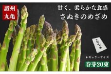 JA香川県 さぬきのめざめ（春芽・レギュラーサイズ）15束 アスパラガス 期間限定