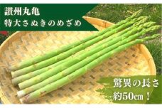 なんと長さは約50センチ！さぬきのめざめ（春芽）10束 アスパラガス 期間限定