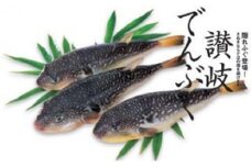 ふぐ 讃岐でんぶく 1kg 切り身 香川県産 天然 フグ ナシフグ トラフグ に負けない 香川県 丸亀市