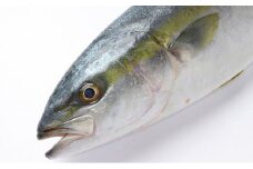 オリーブはまち　味噌漬け8切れ
