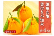 葉付き不知火（デコポン）化粧箱 約4kg