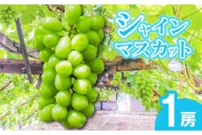 【早期予約】朝採りシャインマスカット 1房(約700g) 名峰讃岐富士育ち 煌めきの果実 マスカット シャインマスカット ぶどう 葡萄 ブドウ フルーツ 果物 くだもの 果実 フルーツ 旬 旬の果物 デザート スイーツ おやつ ゼリー ジュース 人気果物 人気フルーツ ランキング 香川 丸亀