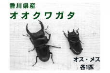 【予約受付】オオクワガタ　オス・メス1ペア（各1匹・香川県産）※2025年8月以降発送