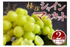 【極撰】シャインマスカット 約2kg（3～5房）/マスカット シャインマスカット ぶどう 葡萄 ブドウ フルーツ デザート ケーキ アイス ジェラート シャーベット ジュース  果物 くだもの 人気果物 人気 おすすめ フルーツ 糖度 丸亀産 香川 丸亀 【2025年8月中旬より順次発送】