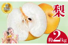 【2025年8月中旬より順次発送】特秀品！丸亀育ちの「梨」約2kg  梨 ナシ なし 果実 果物 フルーツ 旬のフルーツ フルーツギフト 人気果物 人気フルーツ 香川県 香川 丸亀市 丸亀