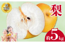 【2025年8月中旬より順次発送】先行予約 梨 特秀品 約5kg 丸亀産 ナシ 果物 フルーツ 果肉 果汁 季節 甘い デザート アイス シャーベット ジェラート ジャム ジュース 食物繊維 健康 美容 ふるさと納税 梨 フルーツ 香川県 丸亀市 くだもの畑 PonPon 