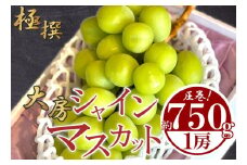 先行予約 大房 シャインマスカット 1房 約750g特大 大房 マスカット ぶどう 葡萄 ブドウ フルーツ 果物 くだもの 大きい 瀬戸内 果汁 フルーツ 高級 デザート  果実 青果 甘い 美肌 季節 国産 ふるさと納税マスカット ふるさと納税ぶどう 香川県 丸亀市