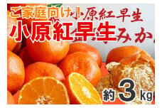 【2025年11月中旬より順次発送】【家庭用】みかん 小原紅早生 約3kg 真っ赤なみかん 小原紅早生みかん 甘い ミカン 蜜柑 フルーツ 果物 くだもの 柑橘 柑橘類 デザート 旬 産地直送 冬の味覚 旬の果物 旬のフルーツ お取り寄せ 取り寄せ 