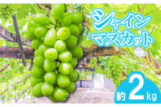 【早期予約】朝採りシャインマスカット 約2kg(3房～4房) 名峰讃岐富士育ち 煌めきの果実  マスカット シャインマスカット ぶどう 葡萄 ブドウ フルーツ 果物 くだもの 果実 フルーツ 旬 旬の果物 デザート スイーツ おやつ ゼリー ジュース 人気果物 人気フルーツ ランキング 香川 丸亀
