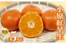 【2026年1月初旬より順次発送】【秀品】小原紅早生 約5kg みかん 甘い ミカン 蜜柑 フルーツ 果物 くだもの 柑橘 柑橘類 デザート ジュース ゼリー  旬 産地直送 冬の味覚 旬の果物 旬のフルーツ お取り寄せ 取り寄せ