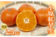 【2026年1月初旬より順次発送】【秀品】小原紅早生 約2.5kg みかん 甘い ミカン 蜜柑 フルーツ 果物 くだもの 柑橘 柑橘類 デザート ジュース ゼリー  旬 産地直送 冬の味覚 旬の果物 旬のフルーツ お取り寄せ 取り寄せ