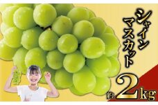 先行予約 シャインマスカット 2kg (2～5房)  ぶどう 葡萄 ブドウ フルーツ 果物 くだもの 果実 フルーツ 旬 旬の果物 デザート スイーツ おやつ ゼリー ジュース 人気果物 人気フルーツ ランキング 香川 丸亀 2025年8月末から発送