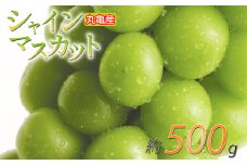 パリッと甘い！ シャインマスカット 約500g 1房 冷蔵 マスカット ぶどう 葡萄 ブドウ フルーツ 果物 くだもの デザート 果実 美味しい 人気果物 人気フルーツ 旬のフルーツ 旬の果物 瀬戸内 果汁 フルーツ  デザート 果実 青果 甘い 季節 国産 ふるさと納税マスカット ふるさと納税ぶどう 香川県 丸亀市