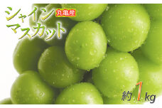 パリッと甘い！ シャインマスカット 約1kg 2房 冷蔵 マスカット ぶどう 葡萄 ブドウ フルーツ 果物 くだもの デザート 果実 美味しい 人気果物 人気フルーツ 旬のフルーツ 旬の果物 瀬戸内 果汁 フルーツ  デザート 果実 青果 甘い 季節 国産 ふるさと納税マスカット ふるさと納税ぶどう 香川県 丸亀市