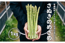 グリーンアスパラガス さぬきのめざめ 1kg 朝採れ 鮮度バツグン 有機肥料 早朝収穫 人気 シャキシャキ 食感 新鮮 瑞々しい 甘い 歯ごたえ ロングサイズ  アスパラガス 農場 収穫 特別品質 高品質 希少品質 美しい フレッシュ 品種改良 減農薬 野菜 旬 丸亀市 藤井農園