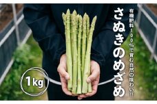 グリーンアスパラガス さぬきのめざめ 1kg 朝採れ 鮮度バツグン 有機肥料 早朝収穫 人気 シャキシャキ 食感 新鮮 瑞々しい 甘い 歯ごたえ ロングサイズ  アスパラガス 農場 収穫 特別品質 高品質 希少品質 美しい フレッシュ 品種改良 減農薬 野菜 旬 丸亀市 藤井農園