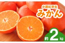 先行予約 みかん 蜜柑 約2kg 小原紅早生 小原紅早生みかん さぬき紅 金時紅 柑橘 オレンジ 果物 フルーツ 果実 旬 贈答用 プレゼント ギフト 11月下旬～12月下旬 配送 香川県 丸亀市