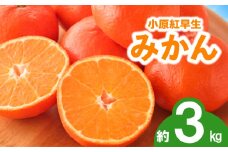 先行予約 みかん 蜜柑 約3kg 小原紅早生 小原紅早生みかん さぬき紅 金時紅 柑橘 オレンジ 果物 フルーツ 果実 旬 贈答用 プレゼント ギフト 11月下旬～12月下旬 配送 香川県 丸亀市