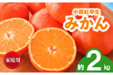 先行予約 みかん 蜜柑 約2kg 小原紅早生 小原紅早生みかん 柑橘 オレンジ 果物 フルーツ 果実 旬 家庭用 11月下旬～12月下旬 配送 香川県 丸亀市