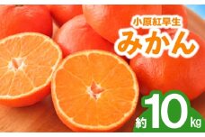 先行予約 みかん 蜜柑 約10kg 小原紅早生 小原紅早生みかん さぬき紅 金時紅 柑橘 オレンジ 果物 フルーツ 果実 旬 贈答用 プレゼント ギフト 11月下旬～12月下旬 配送 香川県 丸亀市